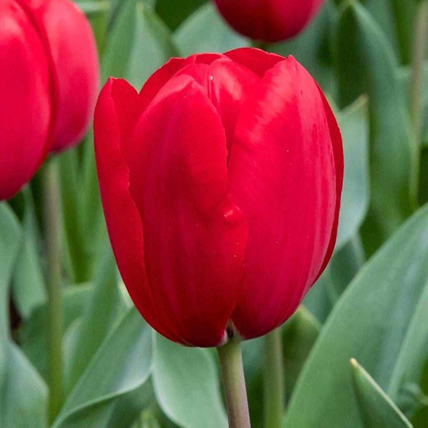 Red Dynasty Tulip Seeds